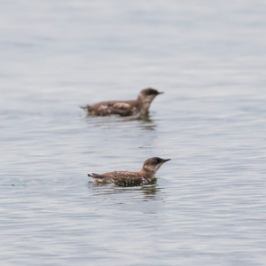 Losing our Marbled Murrelets 